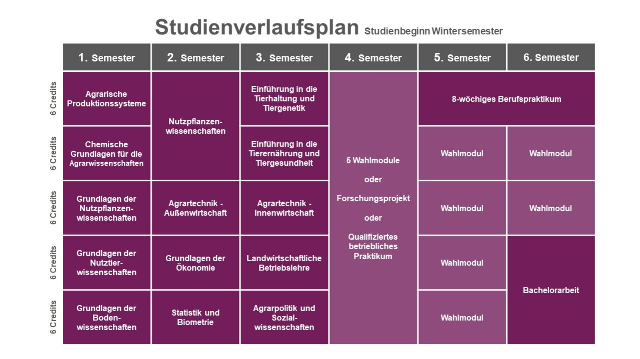 Infografik: Der Studienverlaufsplan für Agrarwissenschaften zeigt Module für jedes Semester. Im 1. Semester: Agrarische Produktionssysteme, Chemische Grundlagen, Grundlagen der Nutzpflanzenwissenschaften, Nutzierwissenschaften, Bodenwissenschaften. Weitere Semester umfassen Tierhaltung, Tierernährung, Wahlmodule und Praktikum.