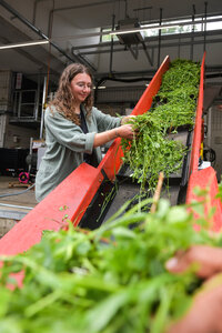 Foto: Eine Person steht an einem Förderband in einer industriellen Umgebung und sortiert grüne Pflanzen. Die Umgebung ist mit Rohren und Maschinen ausgestattet.