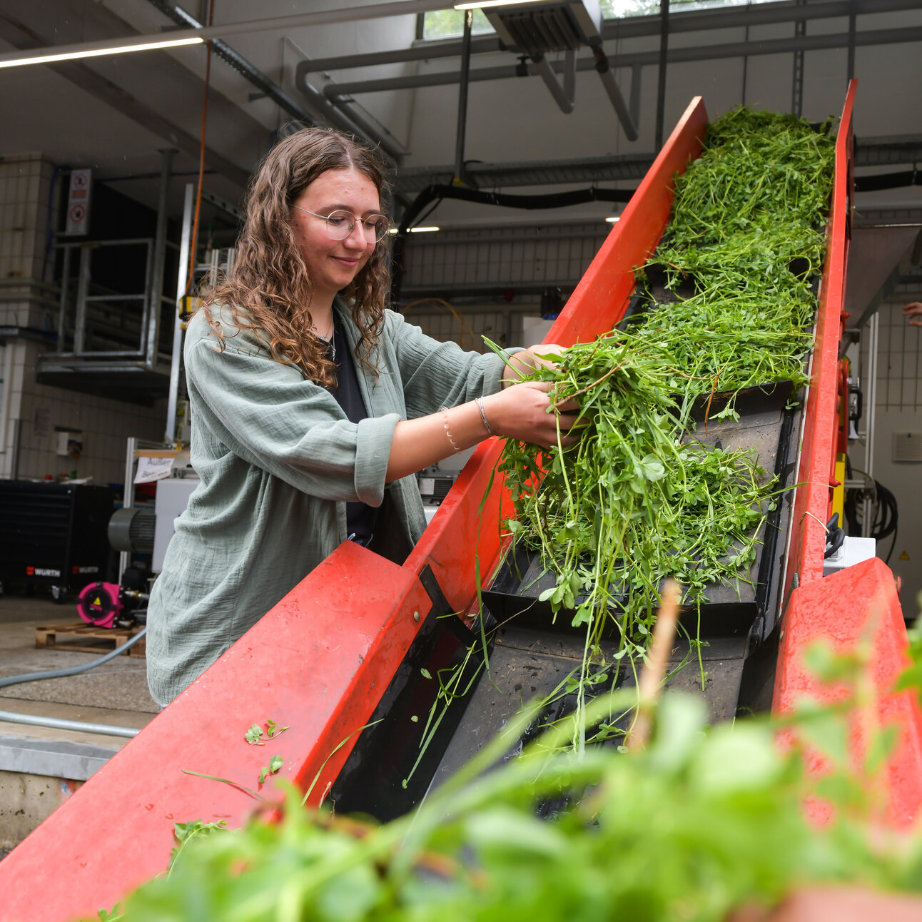 Foto: Eine Person steht an einem Förderband in einer industriellen Umgebung und sortiert grüne Pflanzen. Die Umgebung ist mit Rohren und Maschinen ausgestattet.