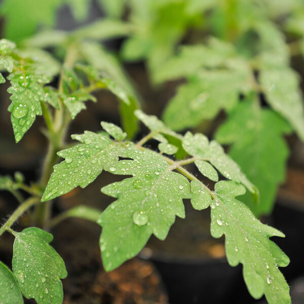 Foto: Nahaufnahme von Tomatenpflanzenblättern mit Wassertropfen. Die grünen Blätter sind mit kleinen, glänzenden Tropfen bedeckt, die auf die Bewässerung oder Regen hindeuten.