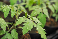 Foto: Nahaufnahme von Tomatenpflanzenblättern mit Wassertropfen. Die grünen Blätter sind mit kleinen, glänzenden Tropfen bedeckt, die auf die Bewässerung oder Regen hindeuten.