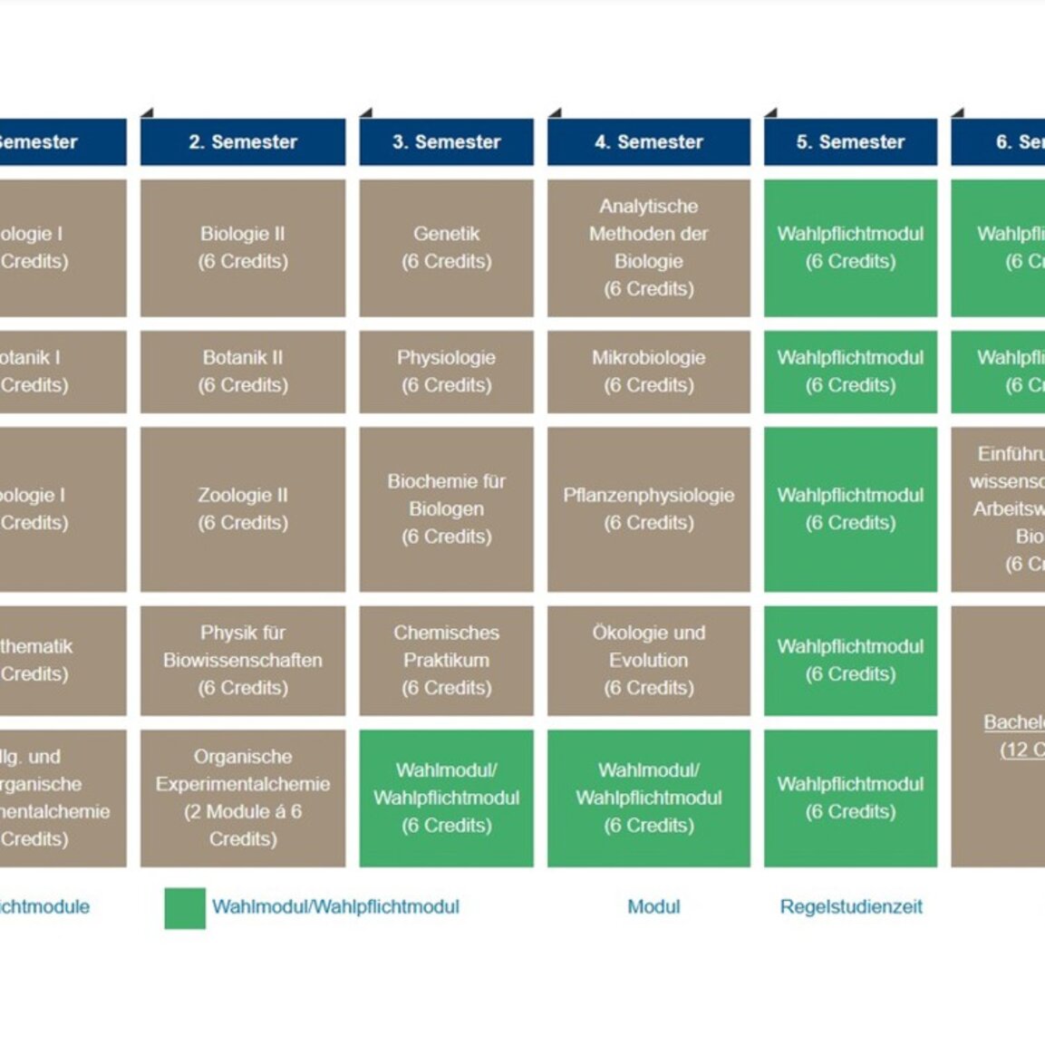 Infografik: Ein Studienplan für einen Biologie-Bachelor zeigt Module über sechs Semester. Pflichtmodule sind Biologie, Botanik, Zoologie, Mathematik, Chemie und mehr. Wahlpflichtmodule bieten Flexibilität. Die Bachelor-Arbeit umfasst 12 Credits.