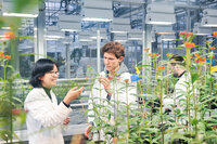 Foto: Drei Personen in weißen Kitteln stehen in einem Gewächshaus und untersuchen Pflanzen mit orangefarbenen Blüten. Im Hintergrund sind technische Geräte und Beleuchtung sichtbar.