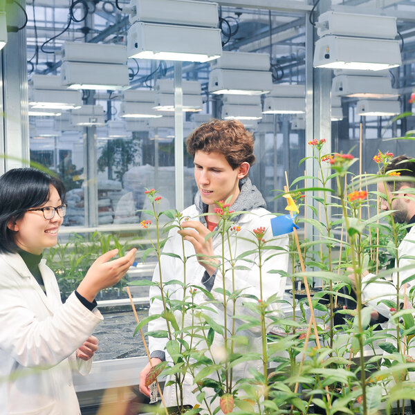Foto: Drei Personen in weißen Kitteln stehen in einem Gewächshaus und untersuchen Pflanzen mit orangefarbenen Blüten. Im Hintergrund sind technische Geräte und Beleuchtung sichtbar.