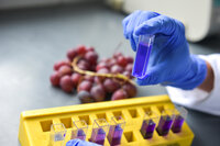 Foto: Eine Person mit blauen Handschuhen hält eine Küvette mit blauer Flüssigkeit über einem gelben Rack. Im Hintergrund sind rote Trauben auf einem Tisch zu sehen.