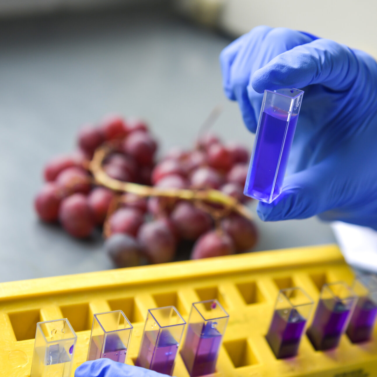 Foto: Eine Person mit blauen Handschuhen hält eine Küvette mit blauer Flüssigkeit über einem gelben Rack. Im Hintergrund sind rote Trauben auf einem Tisch zu sehen.