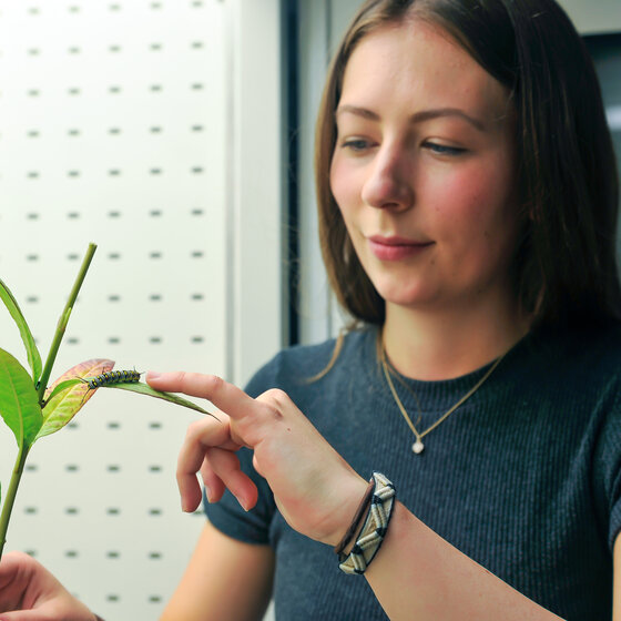 Foto: Eine Person hält eine Pflanze mit einer Raupe auf einem Blatt. Die Person zeigt mit dem Finger auf die Raupe. Der Hintergrund ist neutral und punktiert.
