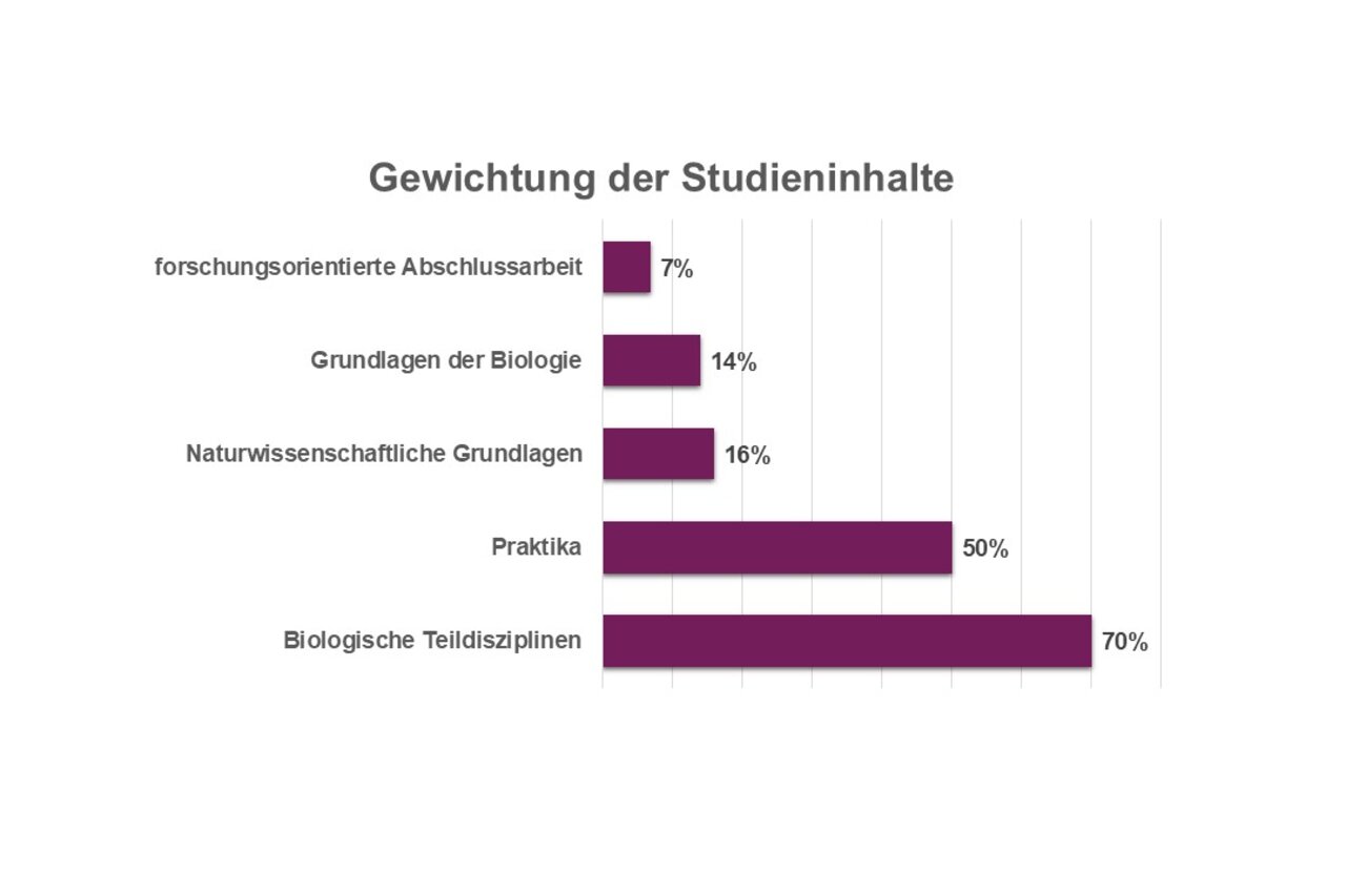 Infografik: Balkendiagramm zeigt die Gewichtung der Studieninhalte. Kategorien: Sustainability & Change 13%, Wirtschaftswissenschaften 20%, Sozialwissenschaften 10%, Methodische Grundlagen 17%, Profilbereich & Bachelorarbeit 40%. Titel: "Gewichtung der Studieninhalte".