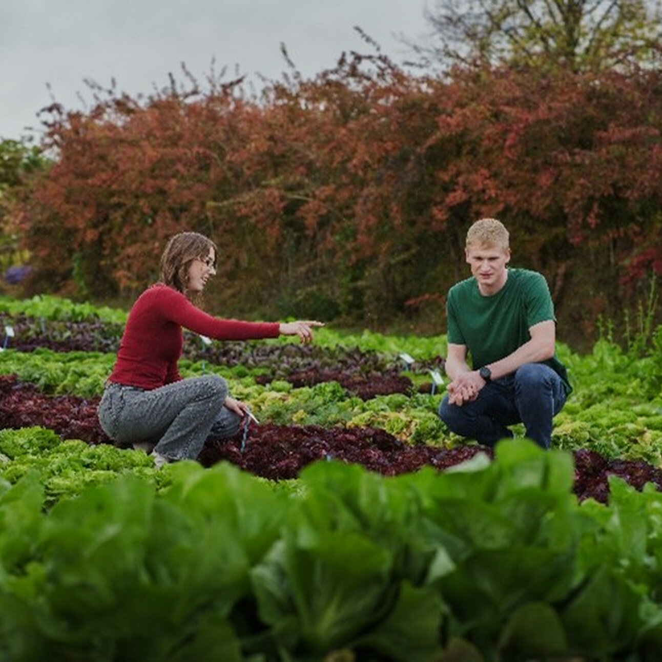 Foto: Zwei Personen befinden sich in einem Gemüsegarten. Eine Person hockt und zeigt auf etwas, während die andere Person kniet. Im Hintergrund sind Büsche zu sehen.